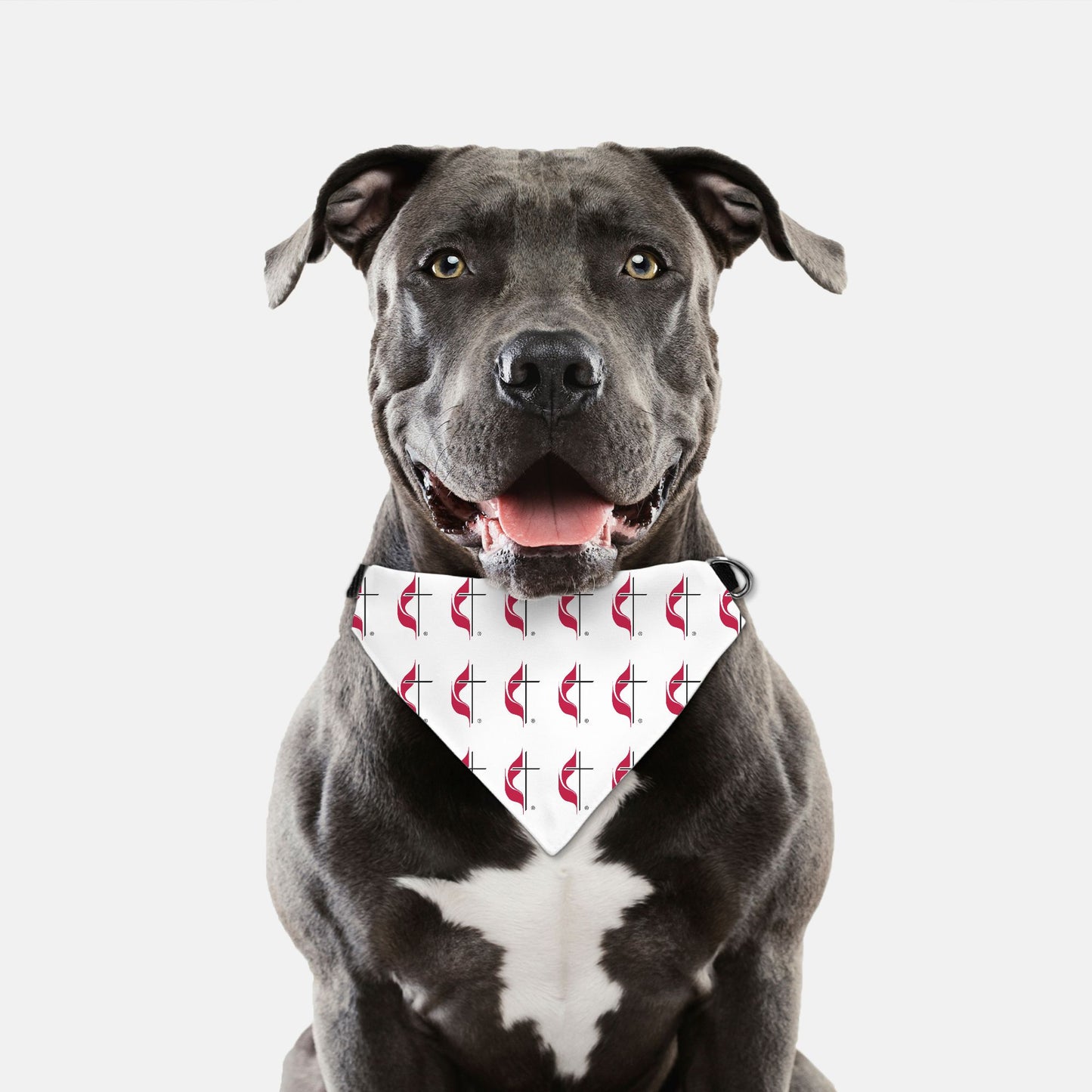 Pañuelo de cuello para mascotas (grande y extragrande)